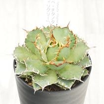 �����١������Υ��֥ե��ꥰ�꡼�ס�3.5��ȭ