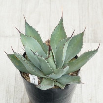 【選抜】アガベ エボリスピナ　ロングスパイン　実生　コレクション株 現物》アガべ エボリスピナ ロングスパイン 特選株 No.9291 3号