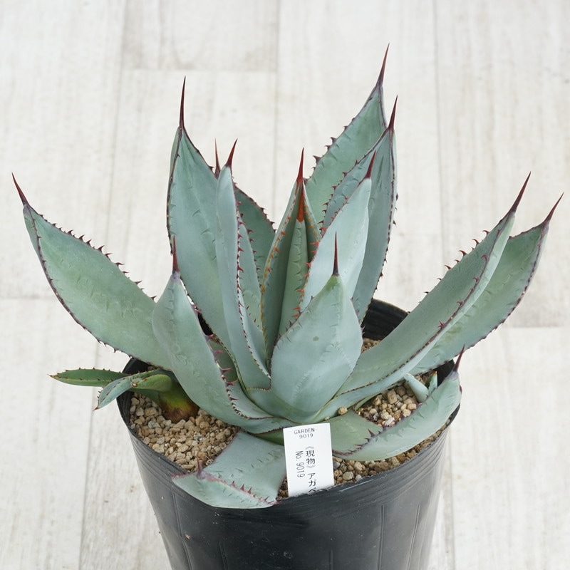 ノリーズ×アカシブランド　フカベイト　テナガバイソン　新品 ノリーズ(NORIES) ベジテーション フカベイト 620 テナガ