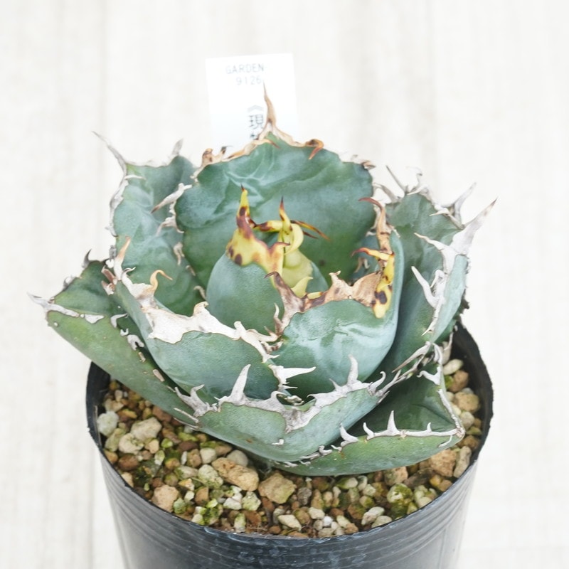 現物》アガべ チタノタ 白鯨 特選株 No.9126 3号 | | 現物販売