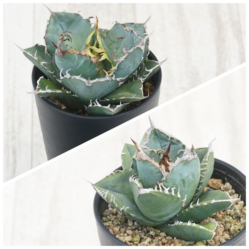 �����١������Υ�����2�糧�åȡ���ߡ���եꥫ��������ɡ�3.5��ȭ