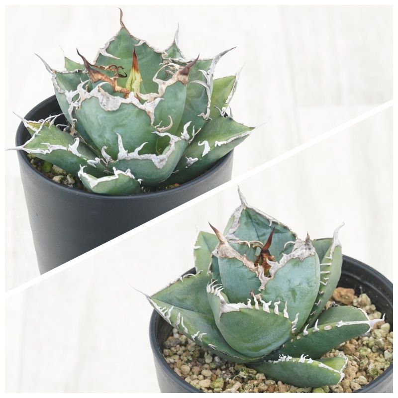 ١Υ2糧åȡʥեꥫɡ3.5ȭ