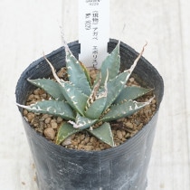 【特選】アガベ オテロイ 国内実生最高峰】アガベ オテロイ 