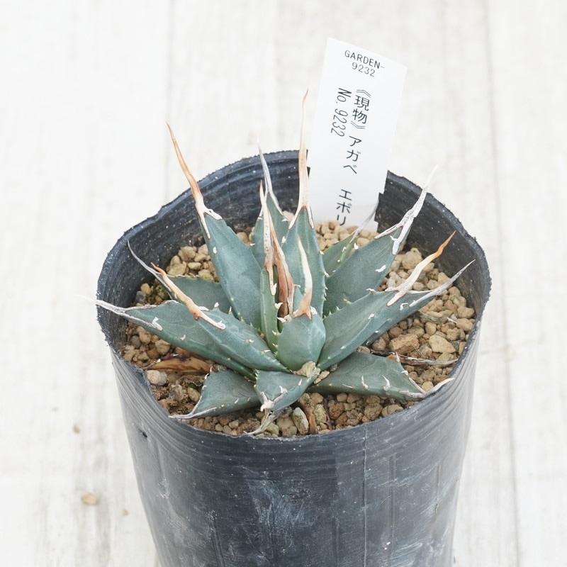 アガベ エボリスピナ実生 ロングスパイン 大型❣️ロングスパイン‼️ アガベ ユタエンシス エボリスピナ
