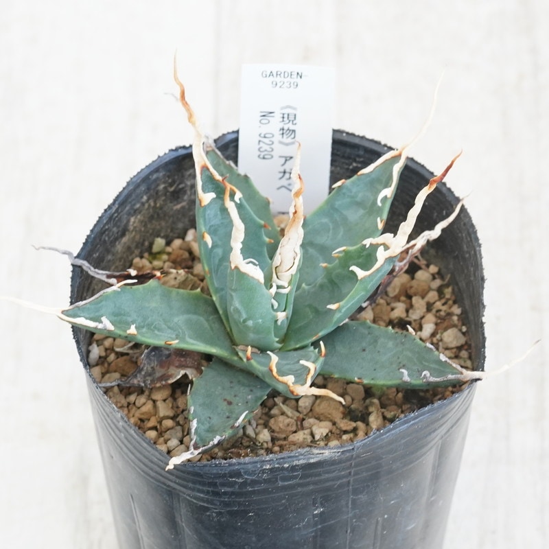 コレクション株　アガベ　エボリスピナ　陽炎 アガベ エボリスピナ 陽炎超長棘 子株 No.12 現物》アガベ