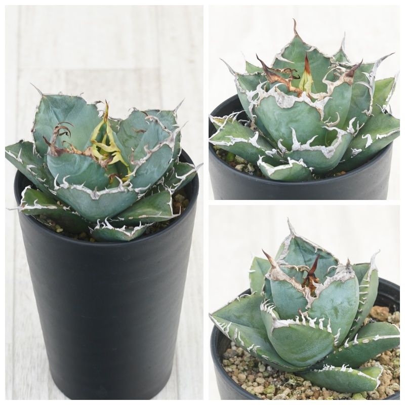 ١Υ3糧åȡߡեꥫɡ3.5ȭ