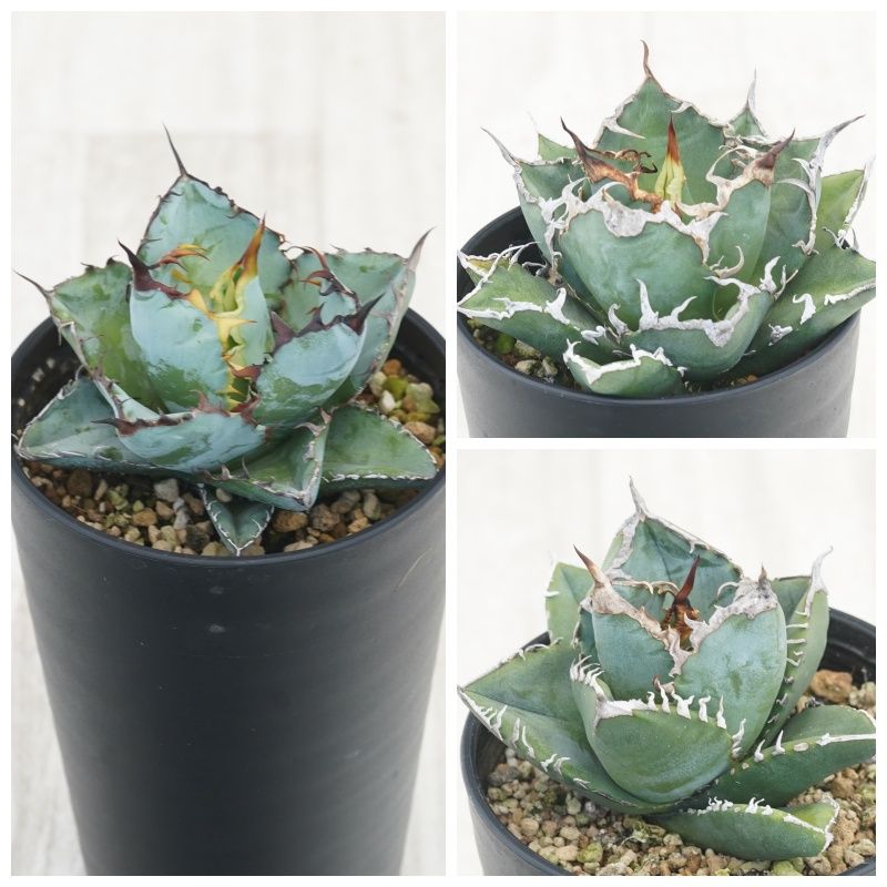 �����١������Υ�����3�糧�åȡʥ֥�å����֥롼��������������եꥫ��������ɡ�3.5��ȭ