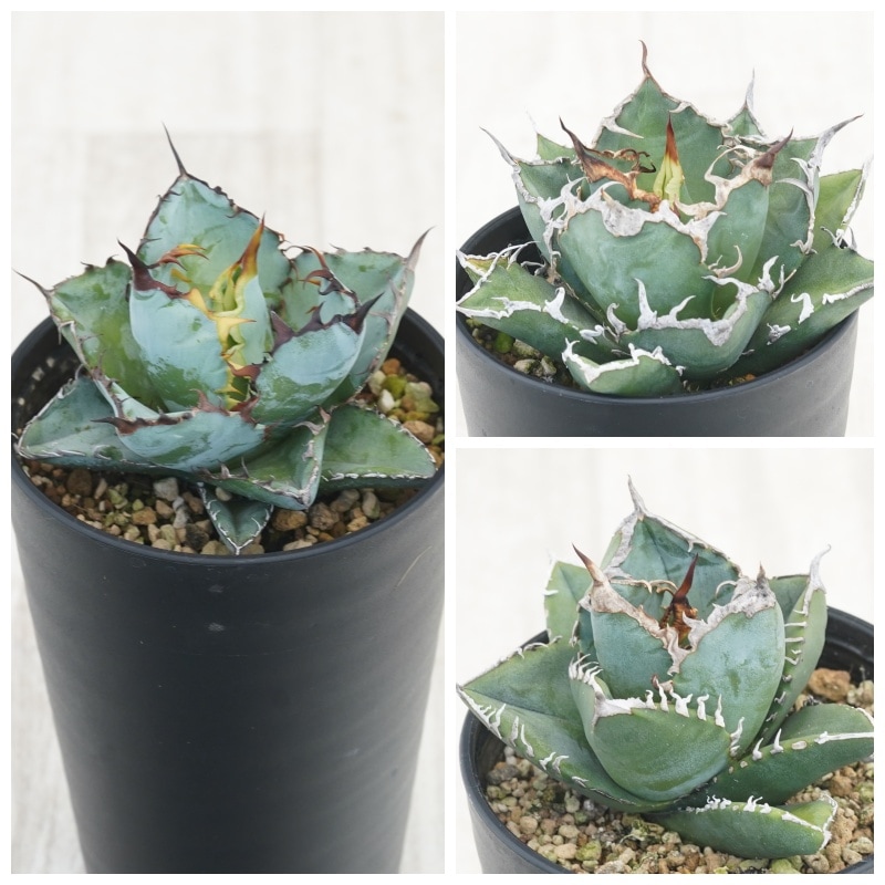 アガベ チタノタ銘品3種セット（ブラック＆ブルー・シーザー