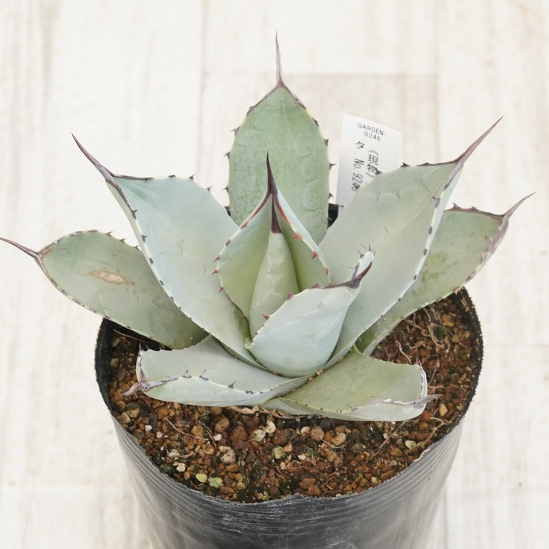 No.19】アガベ パリートランカータ 紅黒棘 No.19】アガベ パリートラン