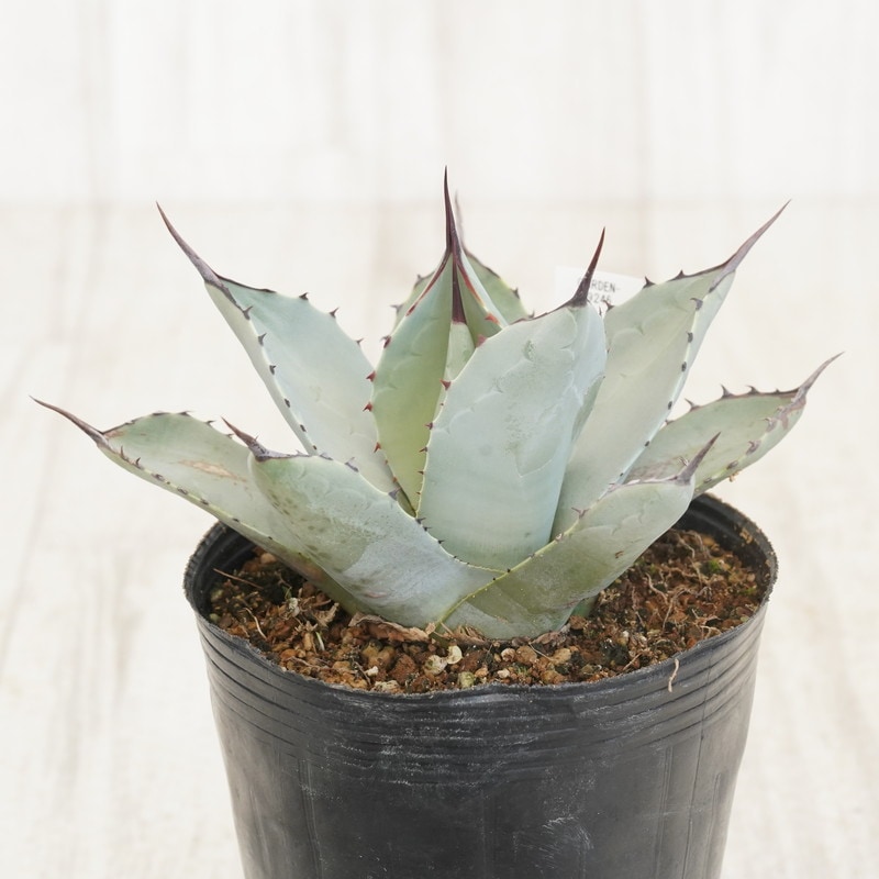 USA産現地株・アガベ パリー トランカータ 現物》アガベ パリー トランカータ 特選株 No.9575 3号 | | 現物