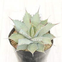 現物》アガベ パリー トランカータ 特選株 No.9575 3号 | | 現物