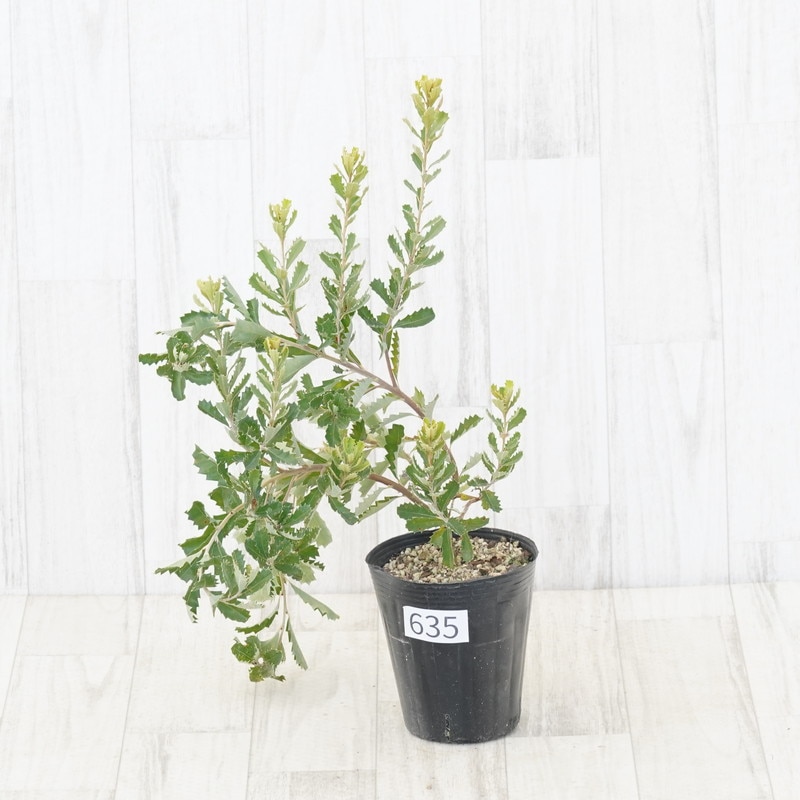 現物》バンクシア・プラエモーサ「イエロー」 No.635 4号 | | すべての