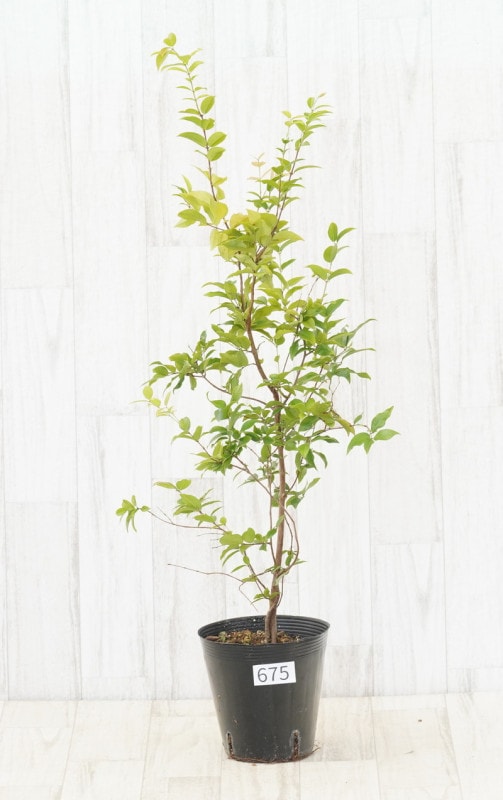 現物》ジャボチカバ 中葉系 苗木 No.675 5号 | | すべての商品 | 四国