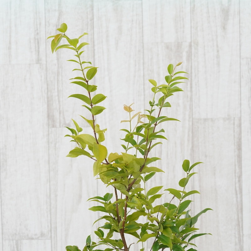 現物》ジャボチカバ 中葉系 苗木 No.675 5号 | | すべての商品 | 四国