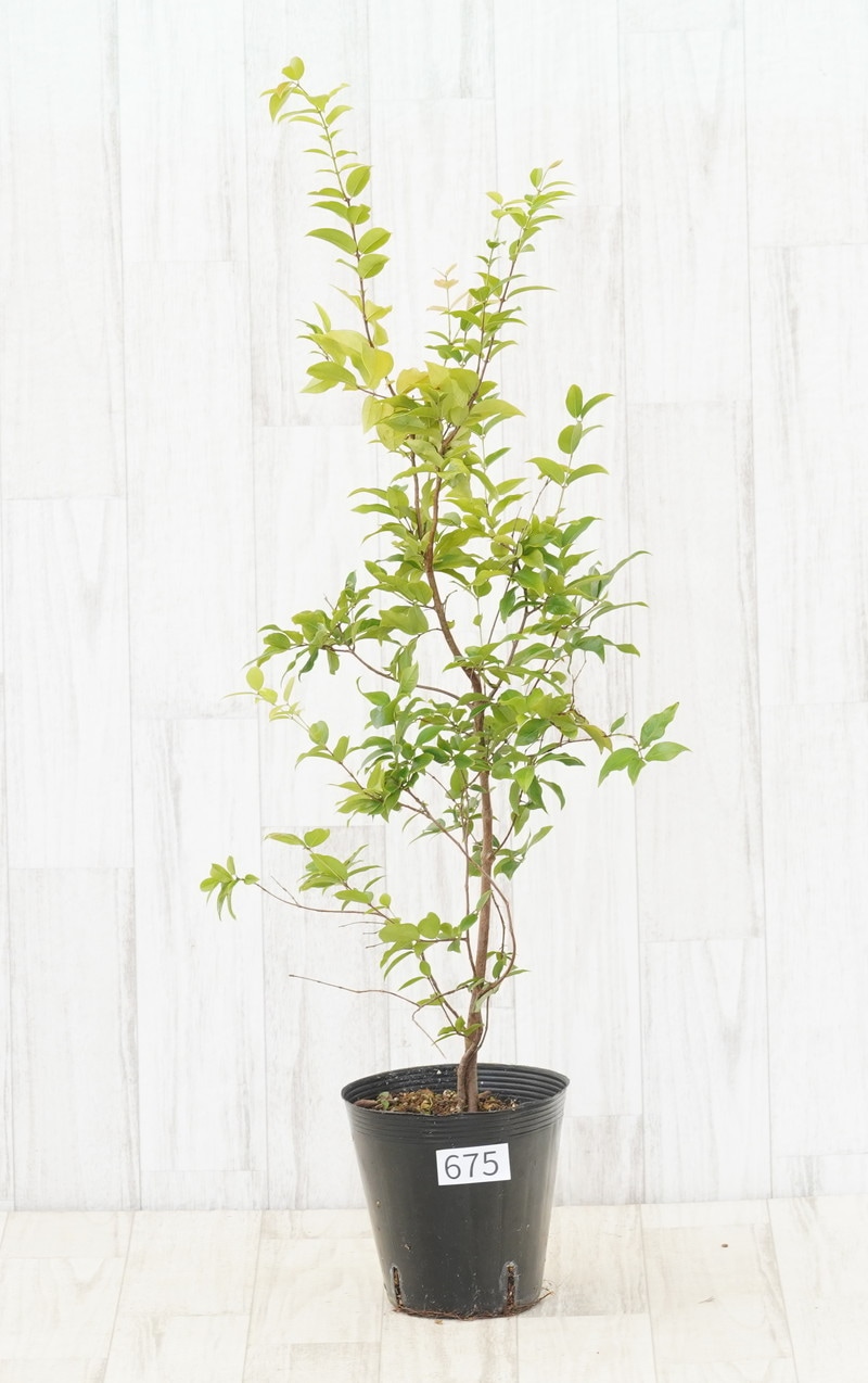 暮葉 現物》ジャボチカバ 中葉系 苗木 No.675 5号 | | すべての商品 | 四国