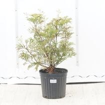 �Ը�ʪ�ե���ӥ쥢�����꡼��ѥå����No.699��7��