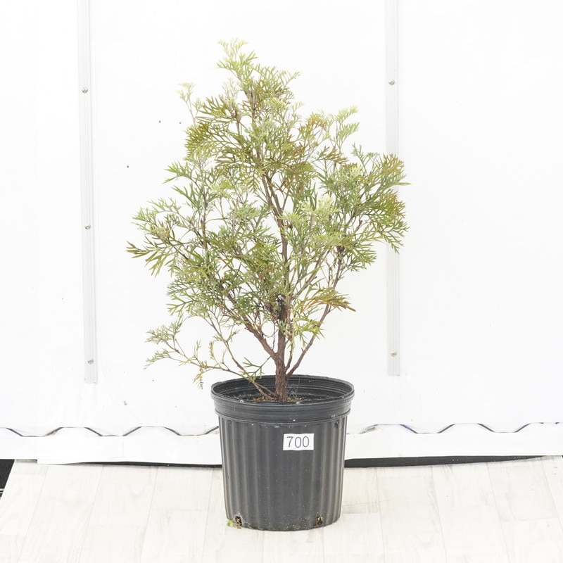 現品】グレビレア ・クリームパッション グレビリア 8号鉢 ラ5番 園芸