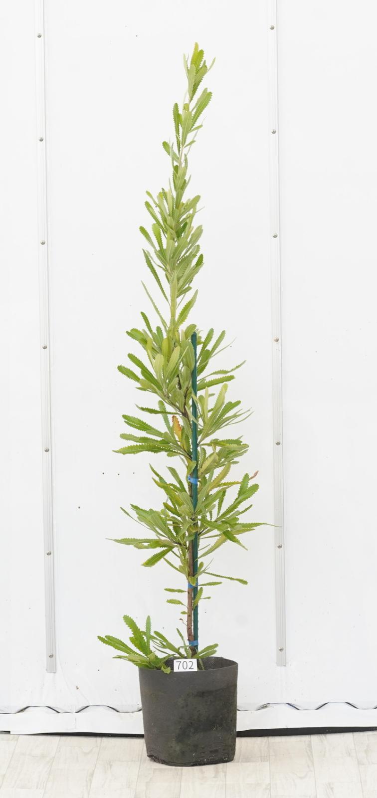 現物》バンクシア・セラータ 高さ130cm No.702 7号 | | すべての商品