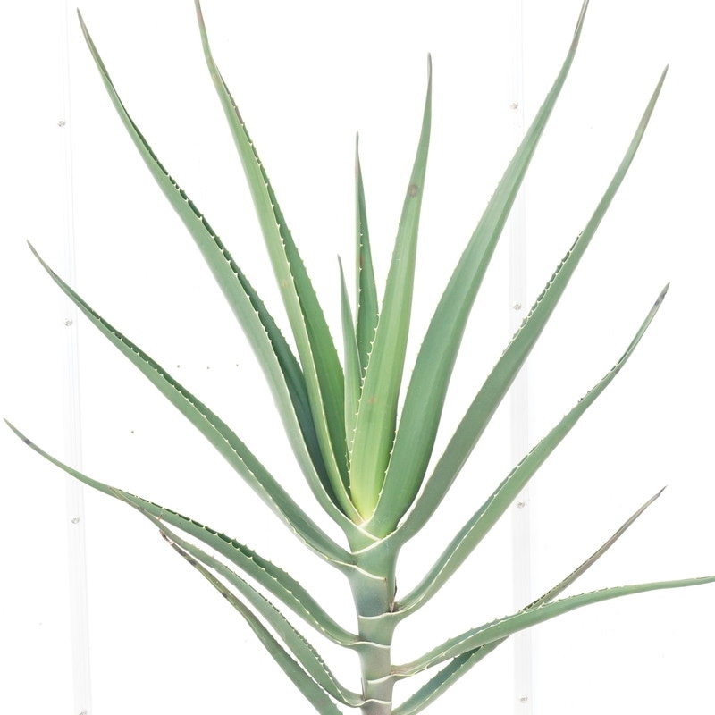 現物》アロエ・バーベラエ 高さ100cm No.706 6号 | | すべての商品