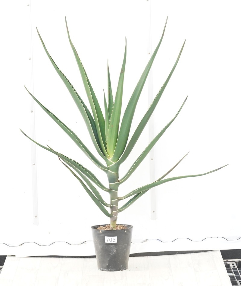 アロぺい Amazon.co.jp: タミヤ(TAMIYA) エアーブラシシステム No.19 スプレー