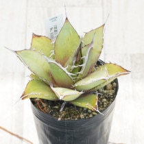 ウシ　アガベ　セット販売　22株 ウシ アガベ セット販売 22株 アガベサイトが育成した良苗を販売 |