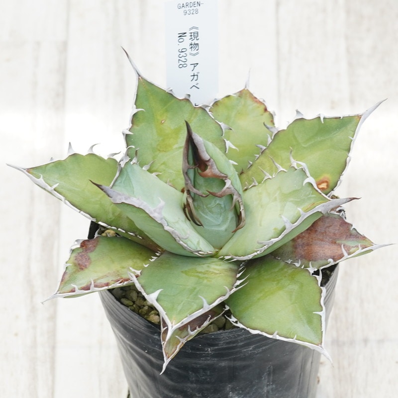 アガベ　オテロイ　子株出品 アガベ agave titanota oteroi/アガベ チタノタ オテロイ 【子株