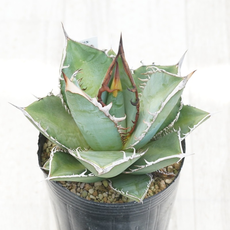 現物》アガべ オテロイ ブラウン＆イエロースパイン 特選株 No