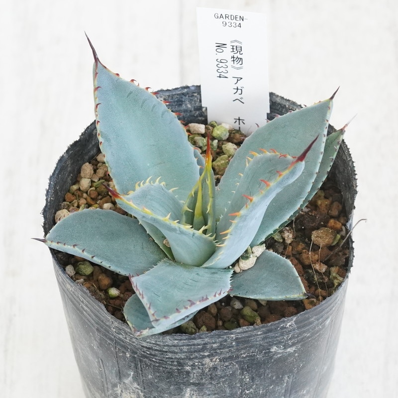 現物》アガべ パリー・ホーチエンシス 特選株 No.9334 3号 | | 現物