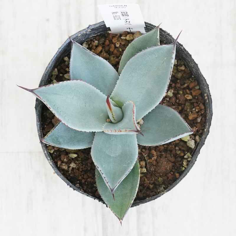 アガベ パリー トランカータ オリザバ ホーチエンシス ドライガーデン