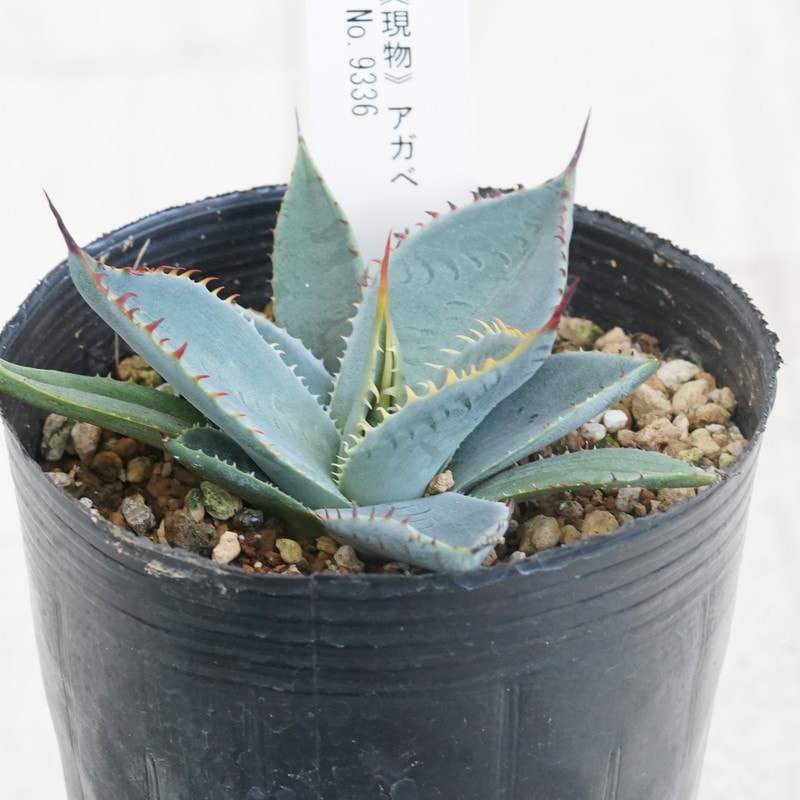 専用 アガベ　パリー　ホーチエンシス　です アガベ パリー ホーチエンシス（中斑）直径11センチ | 4S'easons.