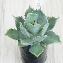 現物》アガベ パリー トランカータ 特選株 No.9572 3号 | | 現物