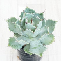 9*9様 【発根済】陽炎・極上美株エボリスピナ②/鉢ごと発送 9*9様 【発根済】陽炎・極上美株エボリスピナ②/鉢ごと発送