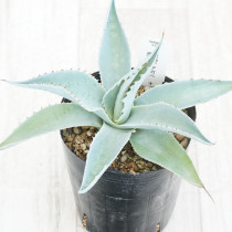 【No.57】アガベ パリートランカータ　紅黒棘　中株 アガベ パリー トランカータ 中株 | Agave Rocon