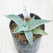 現物販売（コレクション株） | 四国ガーデン株式会社