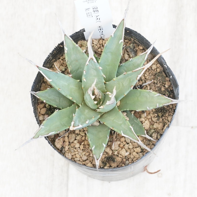 現物》アガべ エボリスピナ ホワイト陽炎 特選株 No.9387 3号