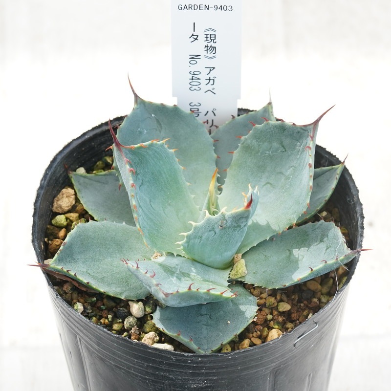 アガベパリートランカー 現物》アガべ パリー・トルンカータ カラフルスパイン 特選株 No.9403