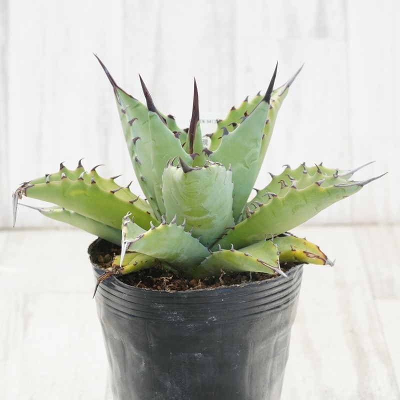 【No.57】アガベ パリートランカータ　紅黒棘　中株 Yahoo!オークション - NS 特選抜 アガベ パリートランカータ 連棘