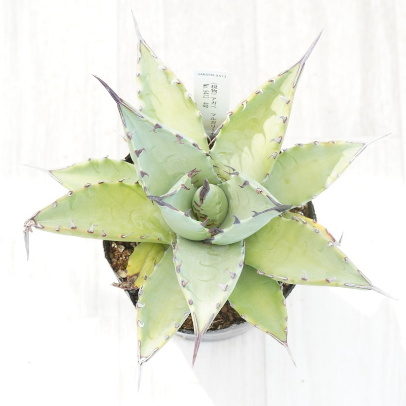 【No.57】アガベ パリートランカータ　紅黒棘　中株 Yahoo!オークション - NS 特選抜 アガベ パリートランカータ 連棘