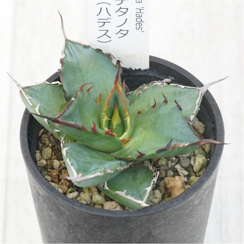 �����١������Υ� "���ܻ�"  �ϥǥ�  2.5��ȭ