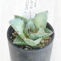 アガベ・チタノタ 海王 3.5号鉢 | | チタノタ銘品シリーズ
