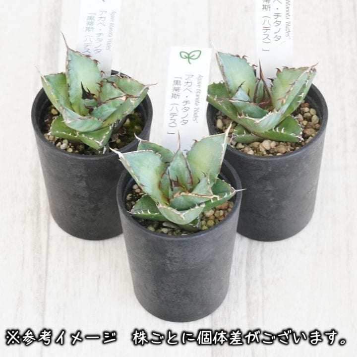 k*n様 アガベ チタノタ ハデス　美株 アガベ チタノタ ハデス OC株 美株【発根管理中】agave titanota