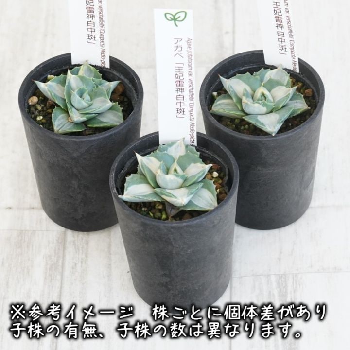 アガベ 王妃雷神 白中斑 2.5号鉢 | | アガベ（リュウゼツラン） | 四国