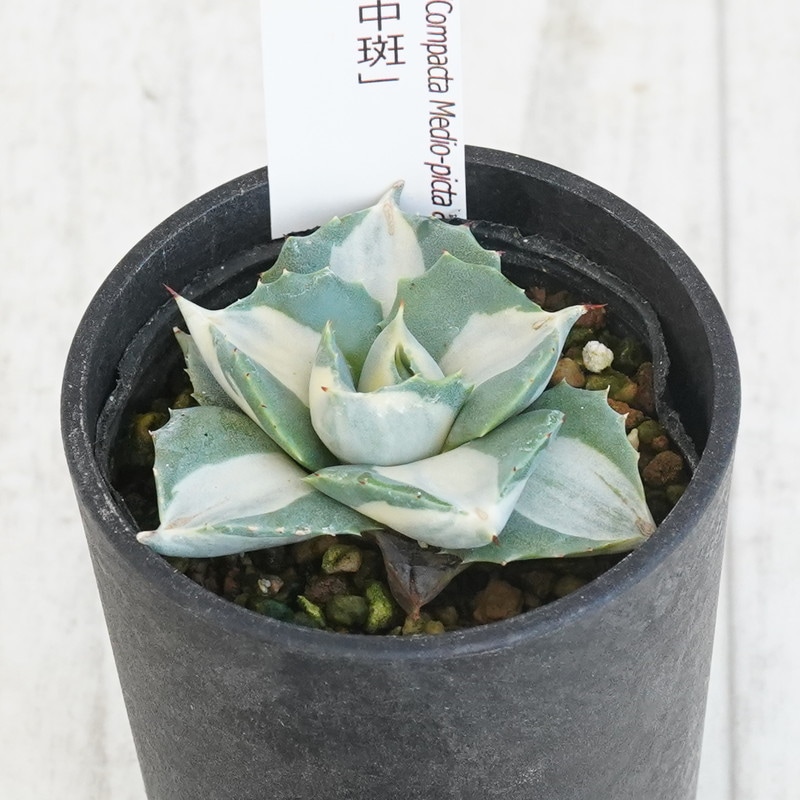 アガベ 王妃雷神 白中斑 2.5号鉢 | | アガベ（リュウゼツラン