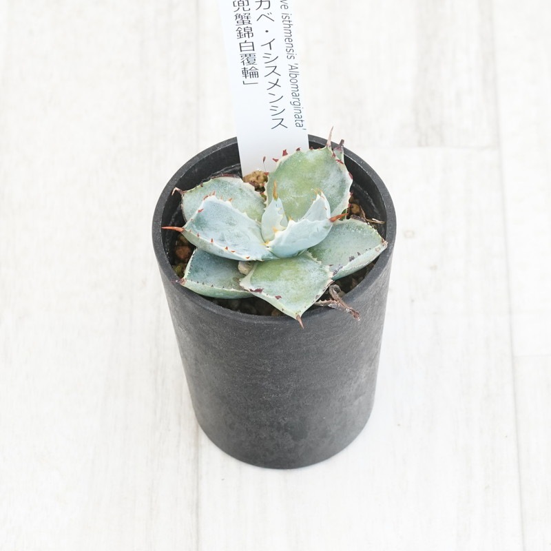 アガベ トランカータ錦 トリカラー ② 斑入り アガベ パリートルンカータ 覆輪錦 Agave parryi var. truncata