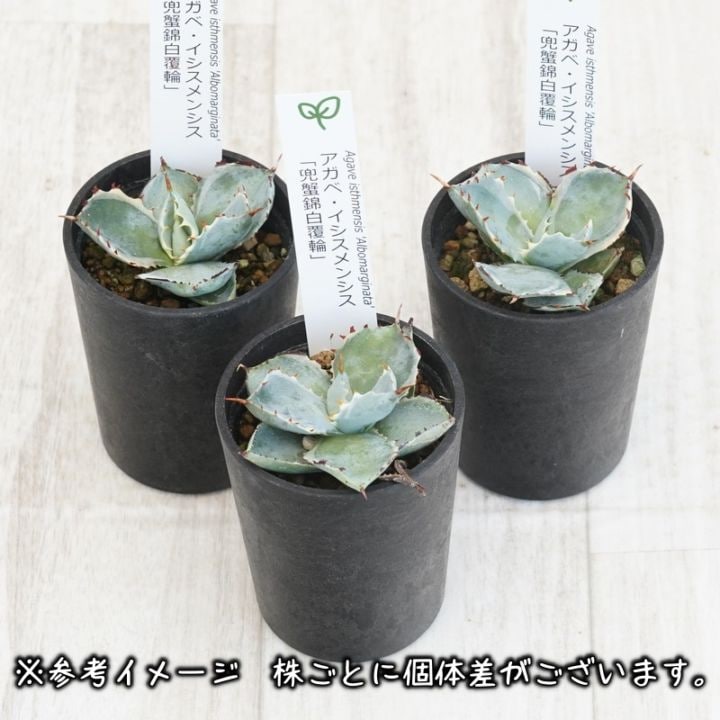 【覆輪斑@1480】ルエラ錦 覆輪斑@1480】ルエラ錦 覆輪斑@1480】ルエラ錦 ルエラ錦 – 多肉植物の