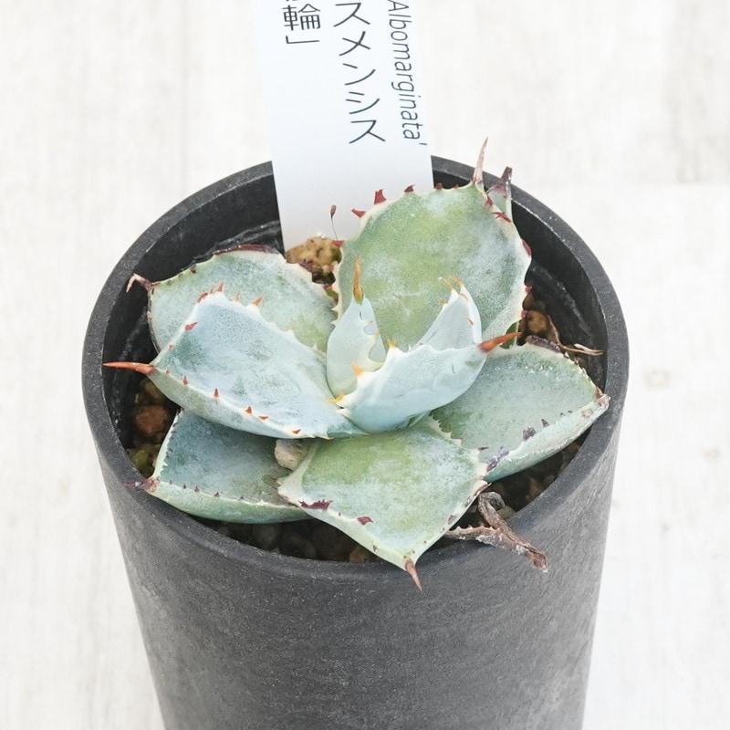 アガベ・カブトガニ錦 2.5号鉢 | | アガベ（リュウゼツラン） | 四国