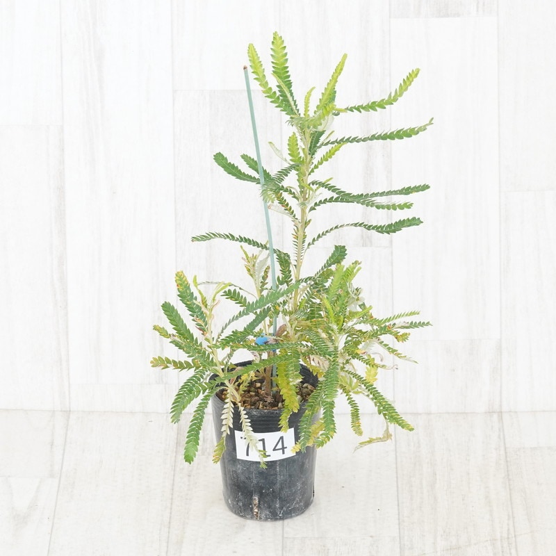 現物：訳あり》バンクシア フォルモサ No.714 3号 | | コアラ祭り