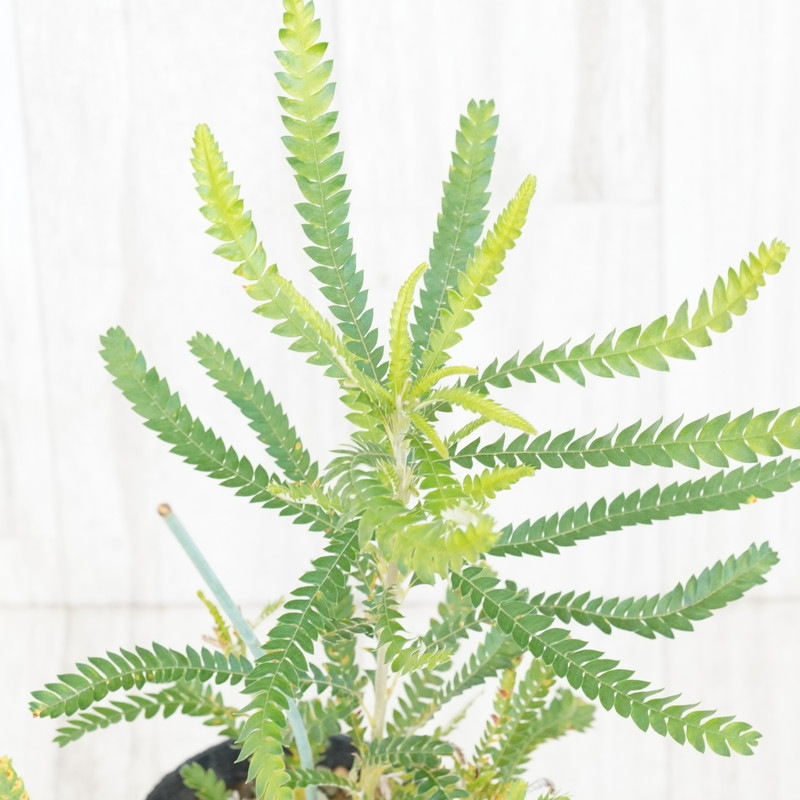 現物：訳あり》バンクシア フォルモサ No.714 3号 | | コアラ祭り