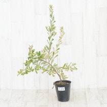 �Ը�ʪ��������եХ󥯥������ץ饨�⡼��������������No.729��4��