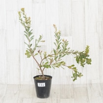 �Ը�ʪ��������եХ󥯥������ץ饨�⡼��������������No.731��4��